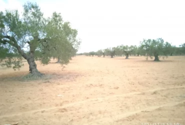 Terrain agricole oliviers titre foncier