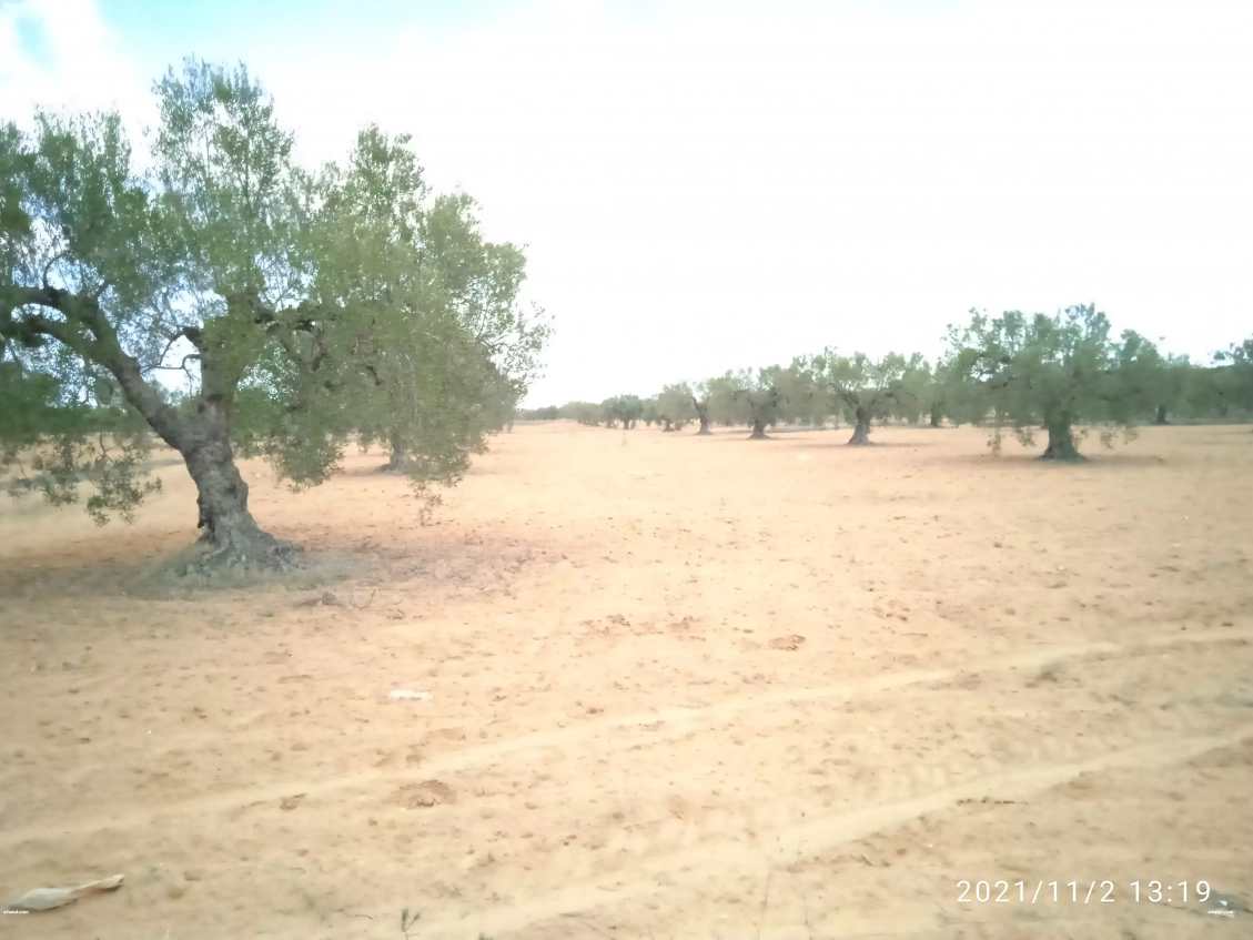 Terrain agricole oliviers titre foncier